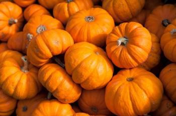 Gourd Harvest, Massachusetts | Obraz na stenu