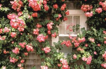 Roses and home, Nantucket Island | Obraz na stenu