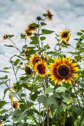 Tall Sunflowers In Cape Ann, Massachusetts | Obraz na stenu