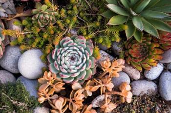 Cape Ann Succulents | Obraz na stenu