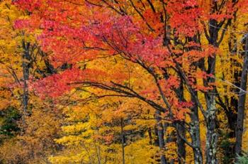 Fall Color On The Keweenaw Peninsula, Michigan | Obraz na stenu