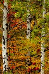Fall Color On The Keweenaw Peninsula, Michigan | Obraz na stenu
