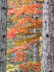 Fall Pine Trees In The Forest, Michigan | Obraz na stenu