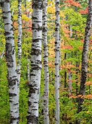 Birch Trunks And Maple Leaves, Michigan | Obraz na stenu