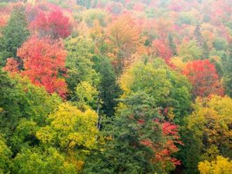 Forest Above The Cut River Bridge, Michigan | Obraz na stenu