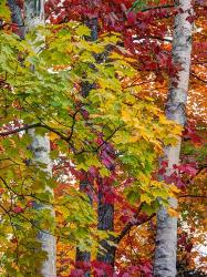 Autumn Maple Leaves, Michigan | Obraz na stenu