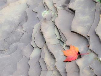 Single Leaf On Rocks Along Bonanza Fall | Obraz na stenu