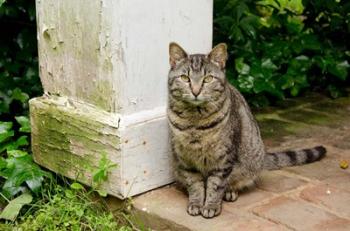 Mississippi, Columbus House cat at Waverley Plantation Mansion | Obraz na stenu