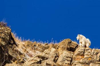 Billy Mountain Goat In Glacier National Park, Montana | Obraz na stenu