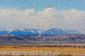 Spring Migration Of Snow Geese | Obraz na stenu