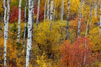 Aspen Grove In Peak Fall Colors In Glacier National Park, Montana | Obraz na stenu