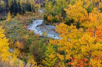 Autumn Color Along Divide Creek In Glacier National Park, Montana | Obraz na stenu