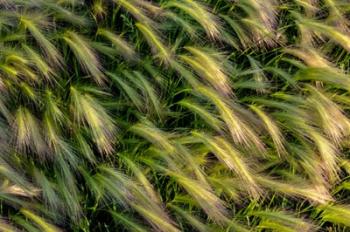 Close-Up Of Foxtail Barley, Medicine Lake National Wildlife Refuge, Montana | Obraz na stenu