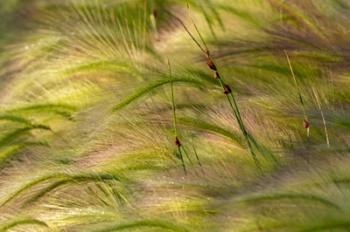 Close-Up Of Foxtail Barley, Medicine Lake National Wildlife Refuge, Montana | Obraz na stenu