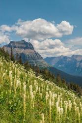 Beargrass As Seen From Glacier National Park | Obraz na stenu