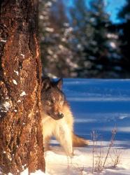 A Gray Wolf On The Alert In Winter | Obraz na stenu