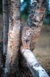 Bobcat On A Fallen Birch Limb | Obraz na stenu
