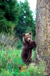 Grizzly Bear Cub Leaning Against A Tree | Obraz na stenu