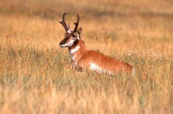 An Antelope Lying Down In A Grassy Field | Obraz na stenu