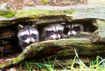 Three Young Raccoons In A Hollow Log | Obraz na stenu