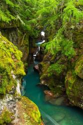 Avalanche Creek, Glacier National Park, Montana | Obraz na stenu