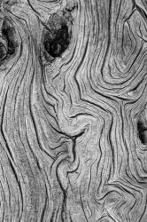 Detail Of Weathered Wood, Nevada | Obraz na stenu