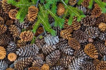 Pine Cones And Douglas Fir Bough, Nevada | Obraz na stenu