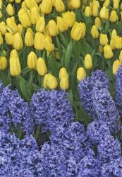 Hyacinth And Yellow Tulips In Garden, Las Vegas | Obraz na stenu