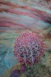 Nevada, Overton, Valley Of Fire State Park Multi-Colored Rock Formation And Cactus | Obraz na stenu