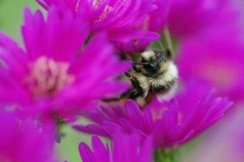 Bumble bee on aster, New Hampshire | Obraz na stenu