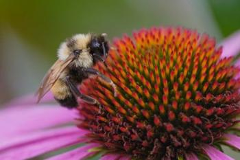 Bumble bee on aster, New Hampshire, Bombus | Obraz na stenu