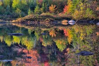 Shoreline reflection, Lily Pond, White Mountain National Forest, New Hampshire | Obraz na stenu