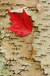 Red maple flora, White Mountain Forest, New Hampshire | Obraz na stenu