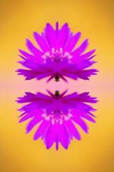 Aster flower in autumn, New Hampshire | Obraz na stenu