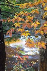 Stream and Fall Foliage, New Hampshire | Obraz na stenu