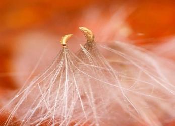 Seedheads Dancing, New Hampshire | Obraz na stenu