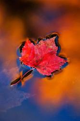 Maple Leaf in Fall Reflections, White Mountains, New Hampshire | Obraz na stenu