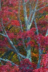 Franconia Notch State Park, White Mountains, New Hampshire | Obraz na stenu