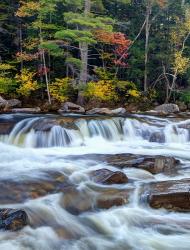 Lower Swift River Falls, White Mountains, New Hampshire | Obraz na stenu