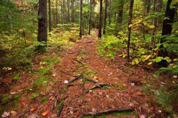 New Hampshire, White Mountains, Forest Path | Obraz na stenu