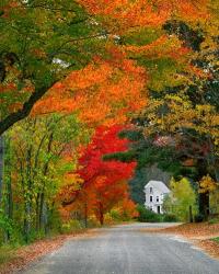Road lined in fall color, Andover, New England, New Hampshire | Obraz na stenu