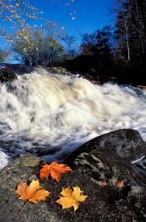 Maple Leaves and Wadleigh Falls on the Lamprey River, New Hampshire | Obraz na stenu