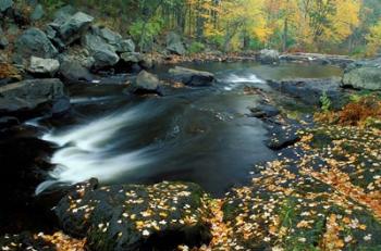 Autumn Leaves at Packers Falls on the Lamprey River, New Hampshire | Obraz na stenu