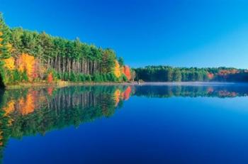 White Pines and Hardwoods, Meadow Lake, New Hampshire | Obraz na stenu