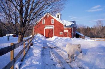 Pony and Barn near the Lamprey River in Winter, New Hampshire | Obraz na stenu
