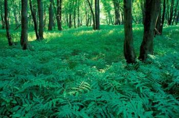 Sensitive Ferns and Silver Maples, Floodplain Forest, Upper Merrimack River, New Hampshire | Obraz na stenu