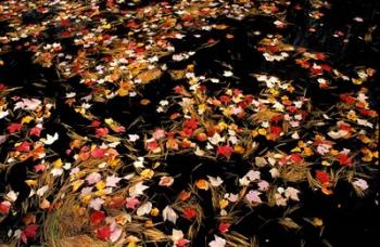 Red Maple Leaves in Reservoir, Boat Meadow Brook, Bear Brook State Park, New Hampshire | Obraz na stenu