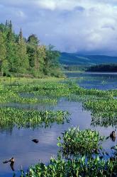 Pickerel Weed, Pontook Reservoir, Androscoggin River, New Hampshire | Obraz na stenu