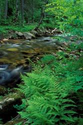 Lady Fern, Lyman Brook, The Nature Conservancy's Bunnell Tract, New Hampshire | Obraz na stenu
