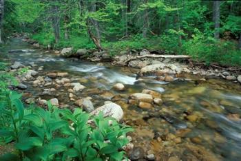 False Hellebore, Lyman Brook, The Nature Conservancy's Bunnell Tract, New Hampshire | Obraz na stenu